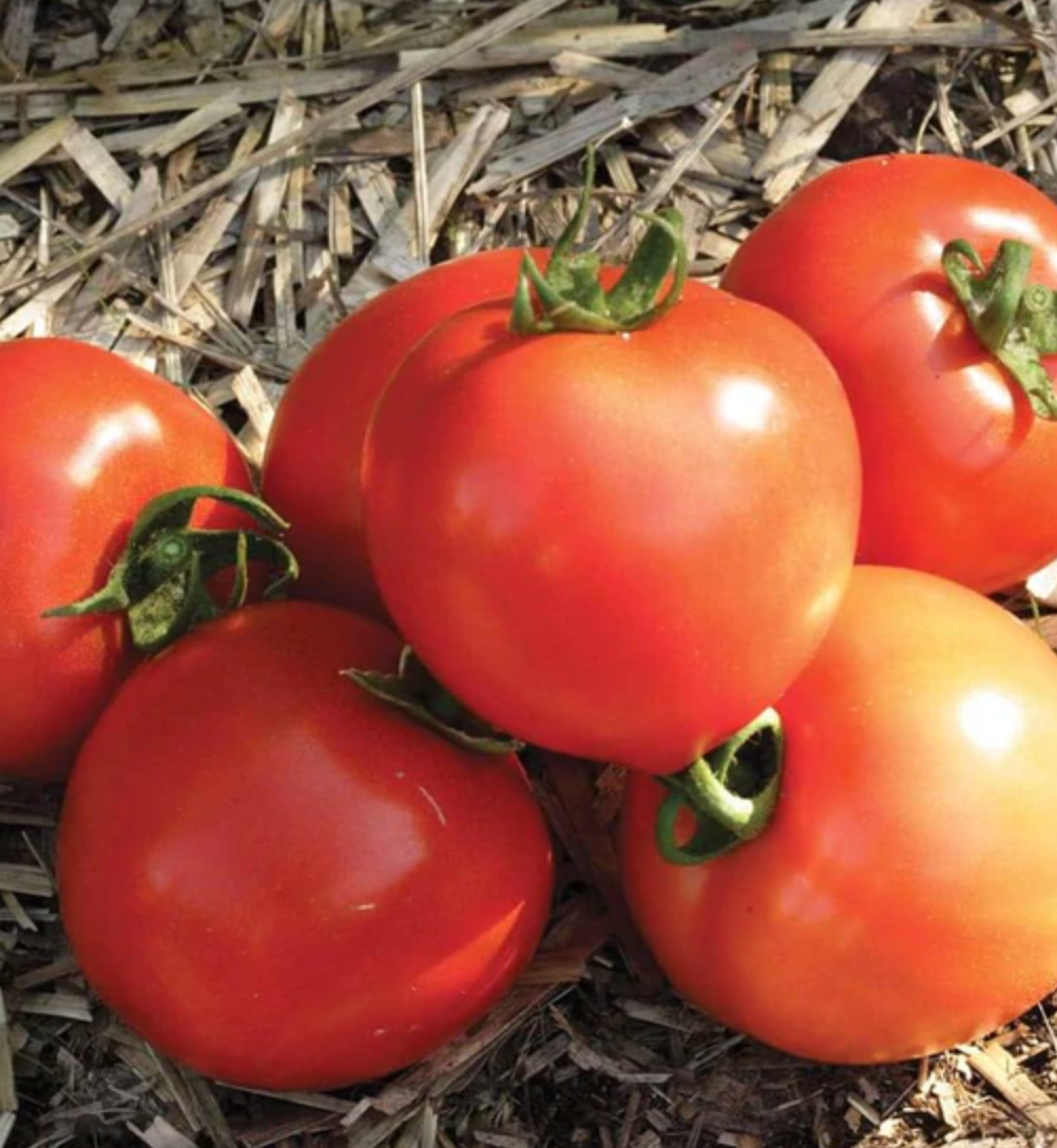 Seeds | Tomatoes Early Girl