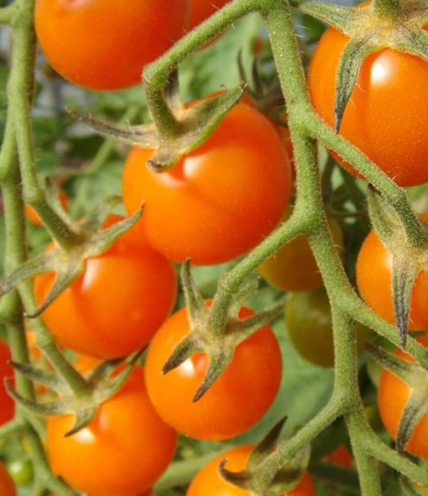 Tomatoes | Sungold Cherry | Seeds