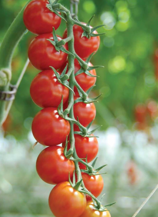 Seeds | Tomatoes Sakura Cherry Certified Organic
