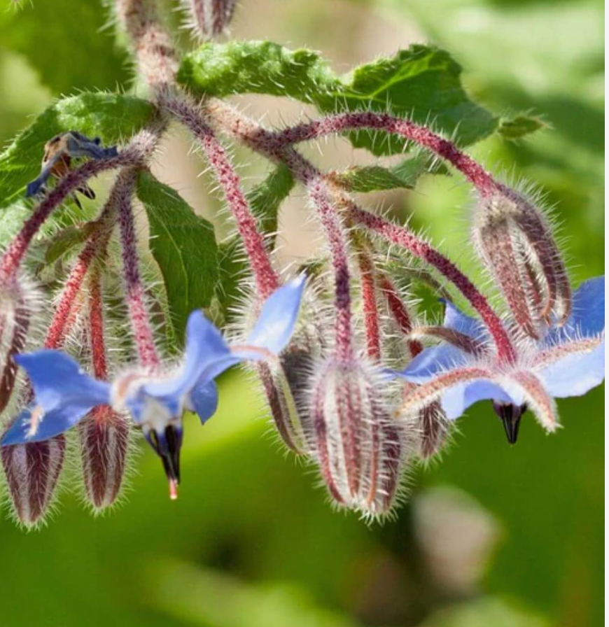 Seeds | Borage