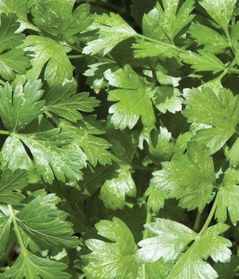 Seeds | Cilantro Santo Long Standing