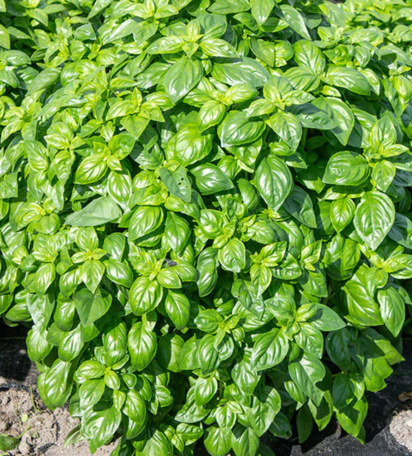 Basil | Emerald Tower | Seeds