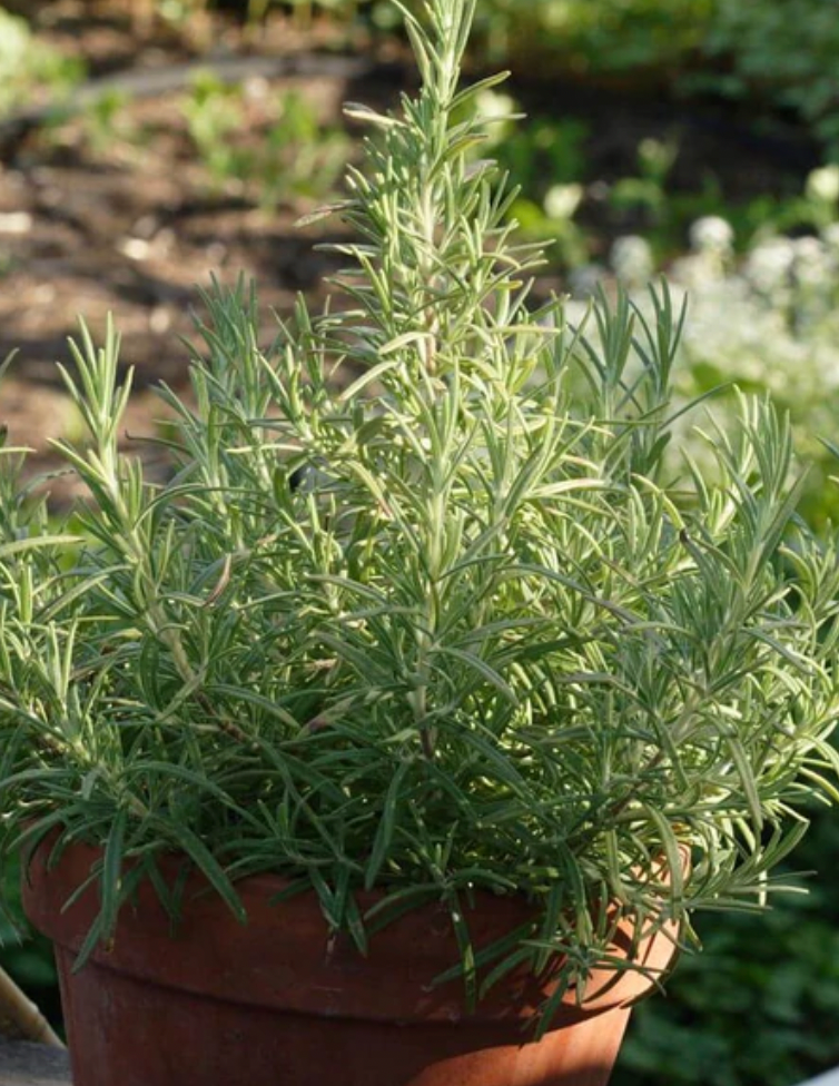 Seeds | Rosemary