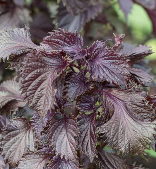 Seeds | Perilla Red Shiso