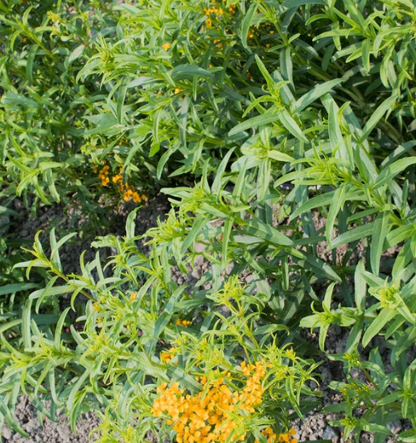 Seeds | Tarragon Mexican Certified Organic