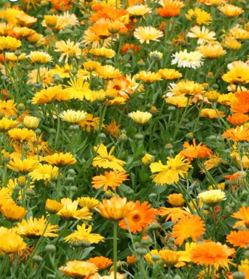 Seeds | Calendula Pacific Beauty