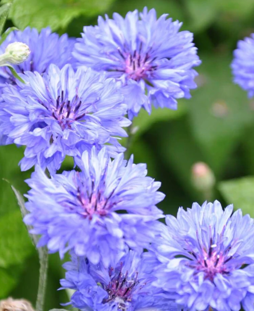 Seeds | Cornflower Centaurea Blue Boy