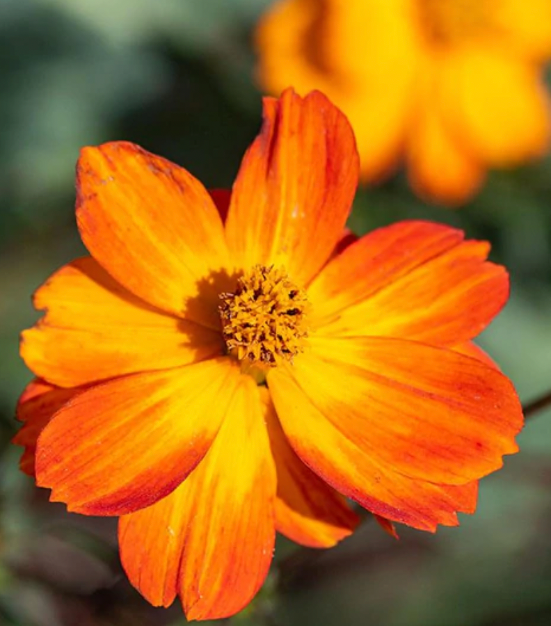 Seeds | Cosmos Bright Lights Sulphur