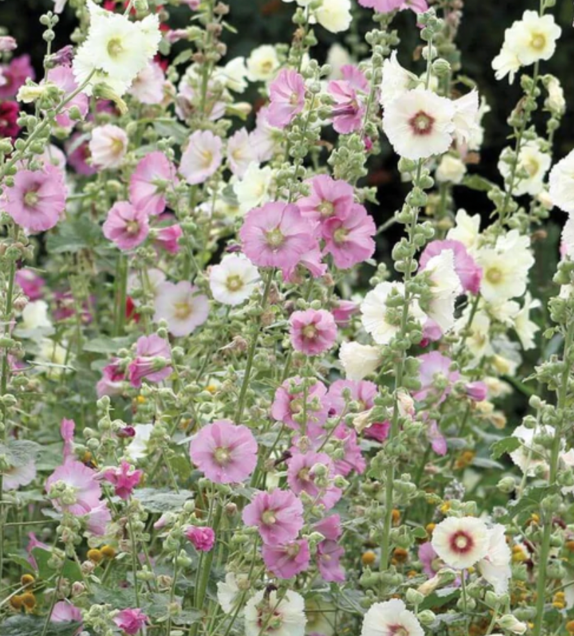 Hollyhocks | Indian Springs| Seeds