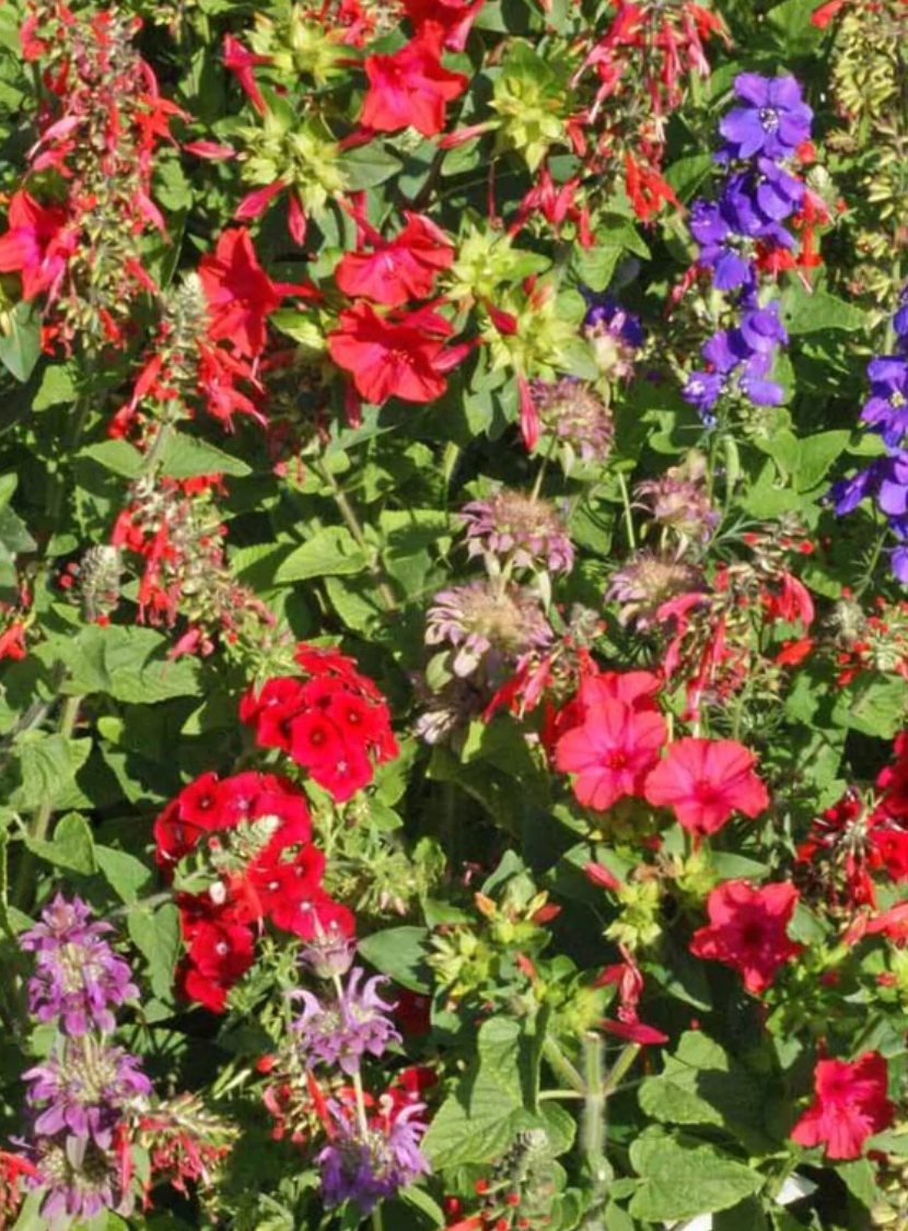 Seeds | Wildflowers Hummingbird Blend