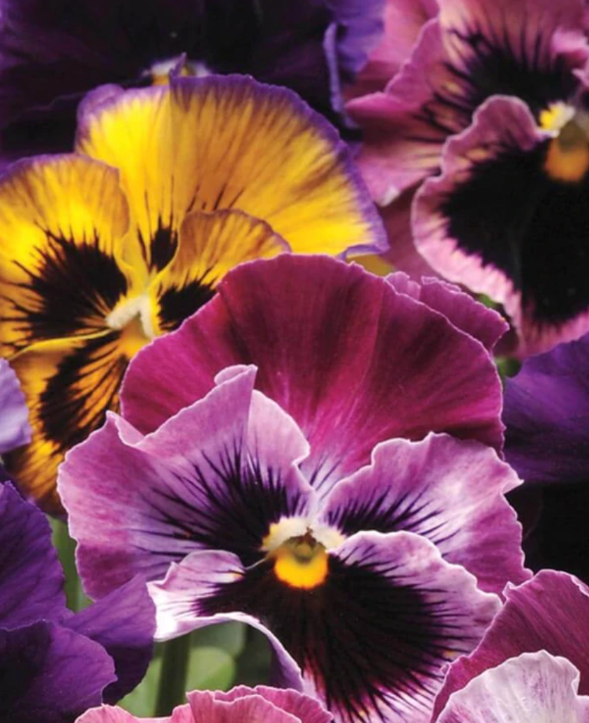 Seeds | Pansies & Violas Fizzy Fruit Salad Mix
