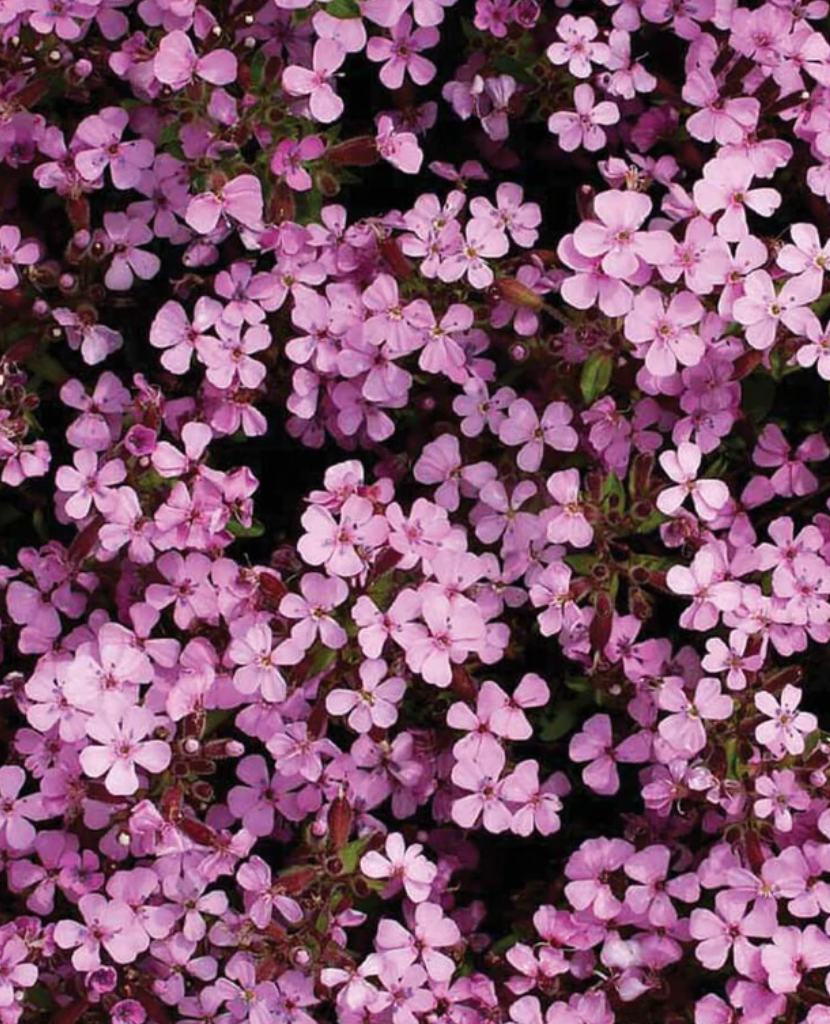 Saponaria | Rock Soapwort | Seeds