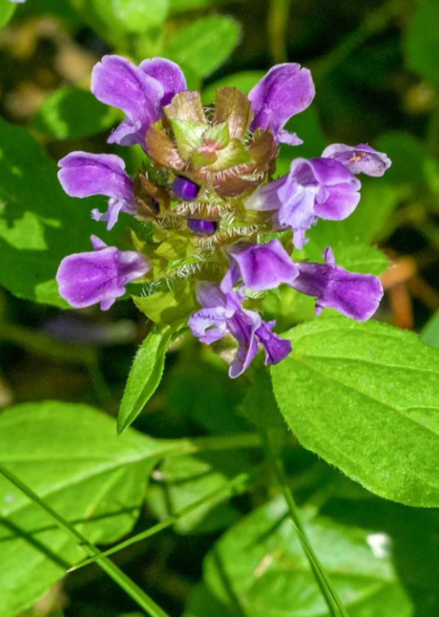 Prunella | Self Heal | Seeds