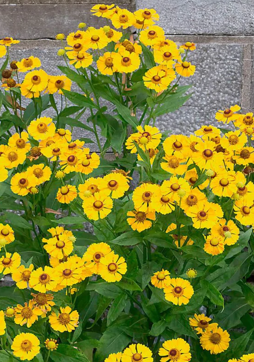 Seeds | Helenium Autumn Sneezeweed
