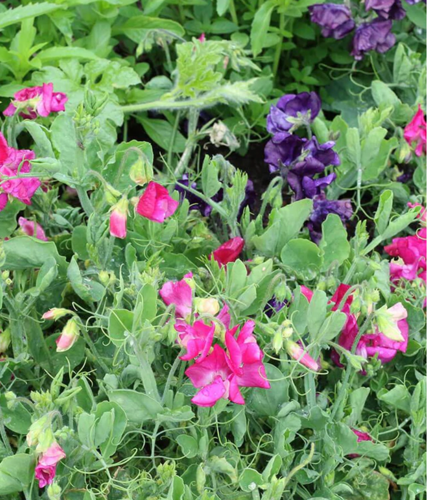 Sweet Peas | Butterfly Blend | Seeds