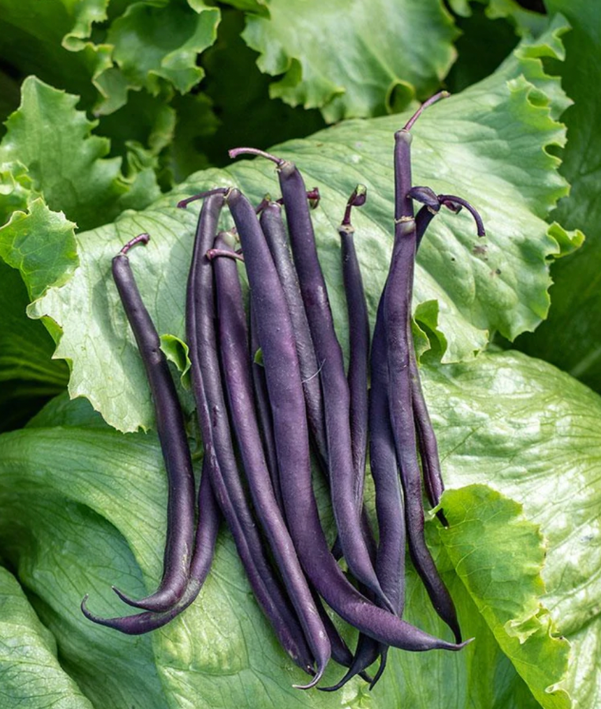 Seeds | Beans Royal Burgundy