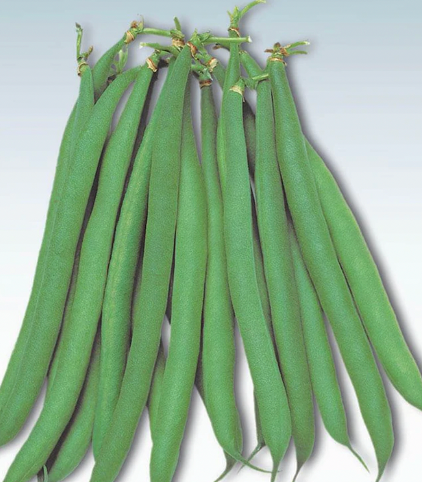 Seeds | Beans Masai French