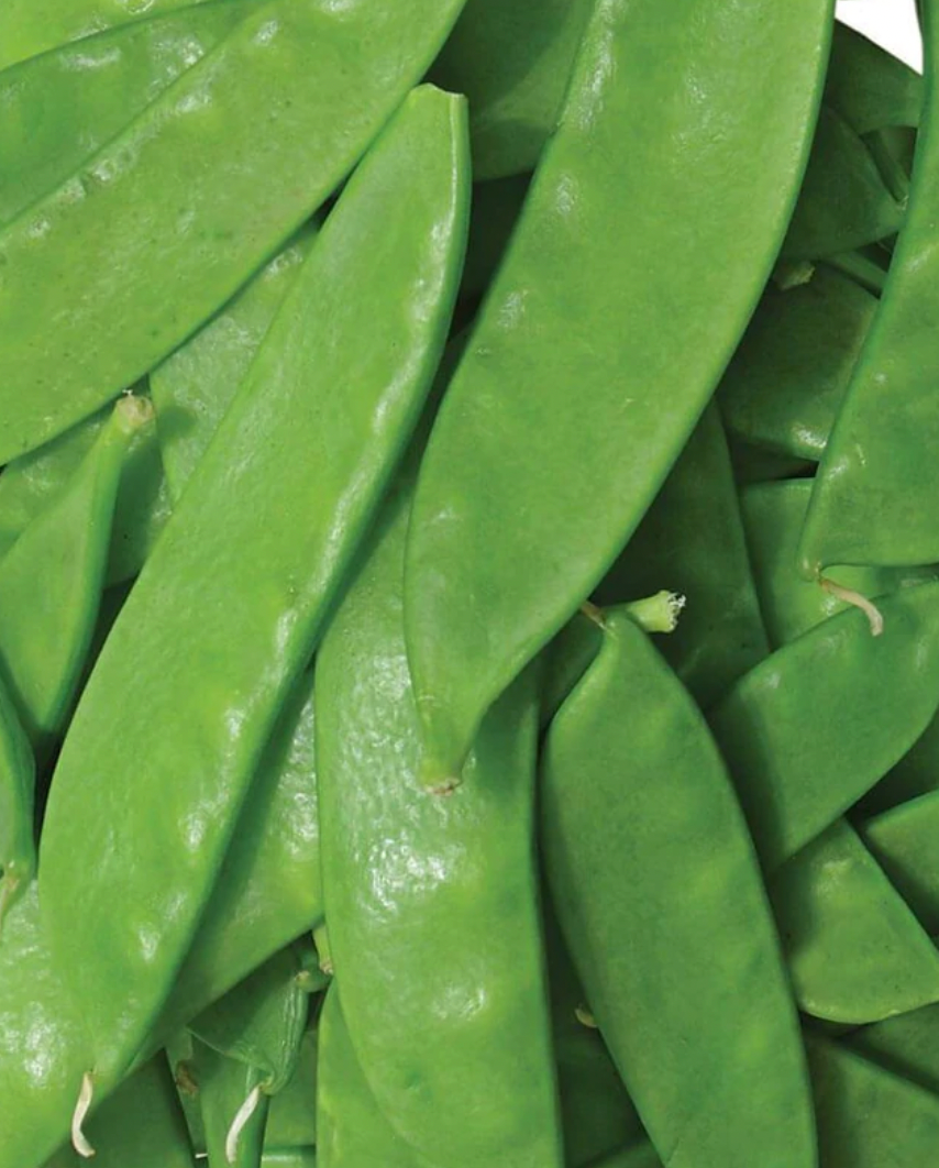 Seeds | Peas Oregon Sugar Pod 2