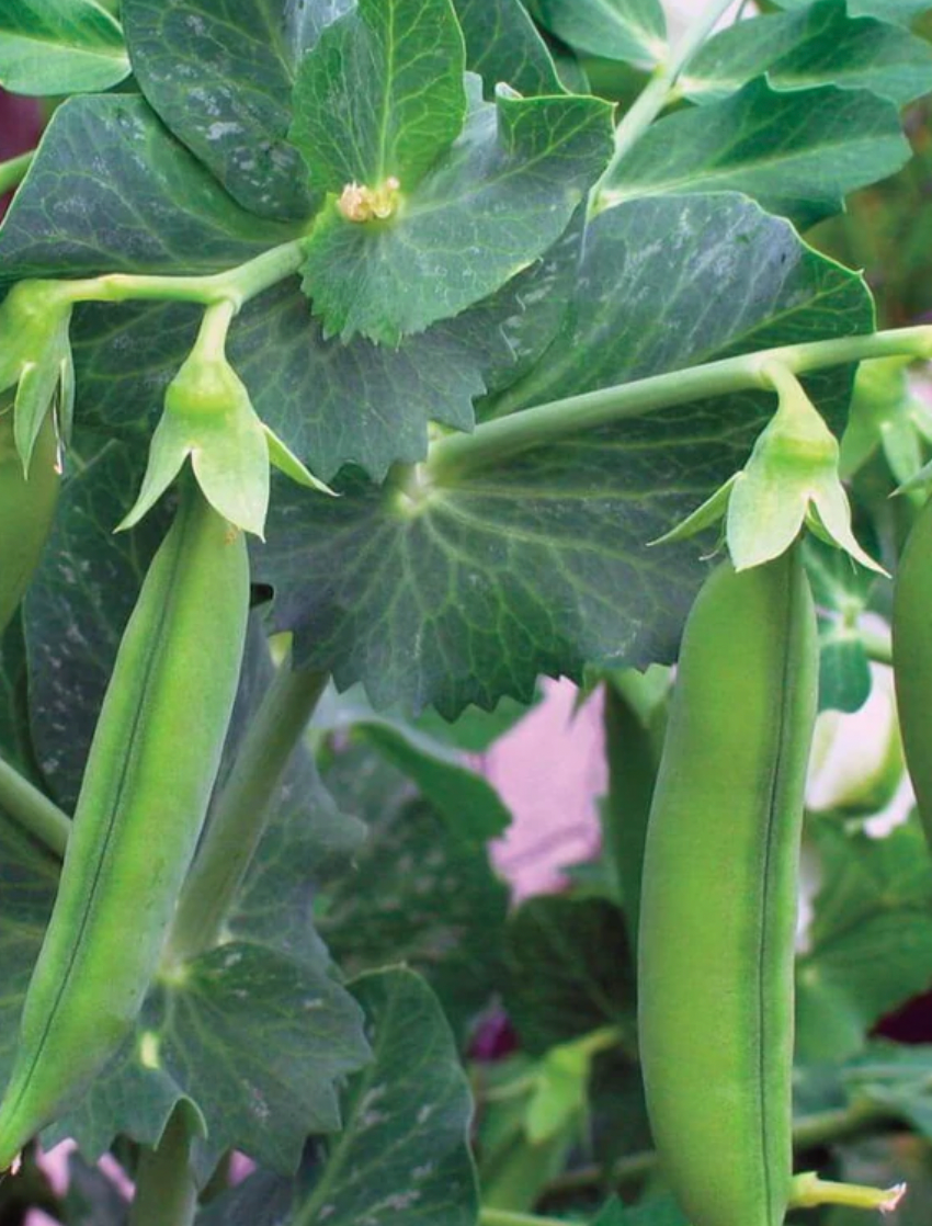 Seeds | Peas Little Marvel