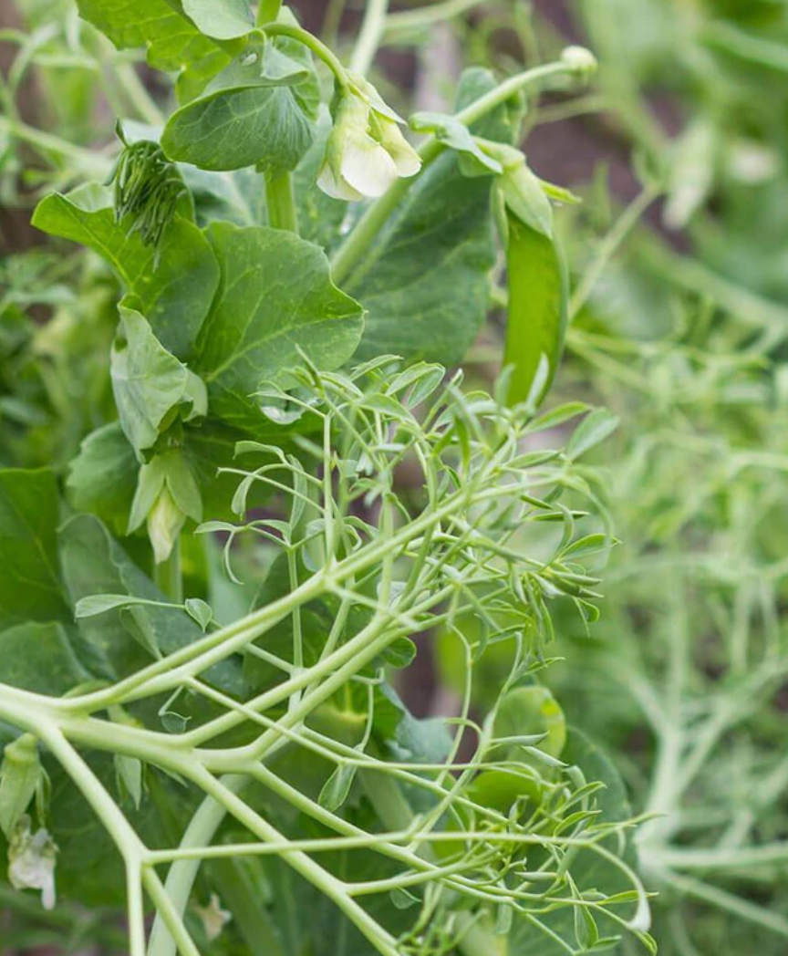 Seeds | Peas Parsley Pea