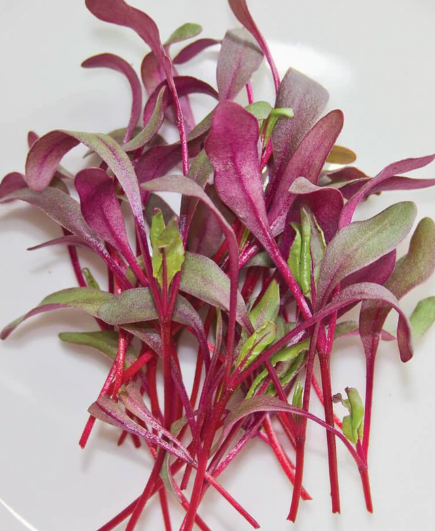 Microgreen Seeds | Beets