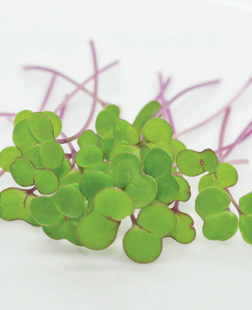 Microgreen Seeds | Kale