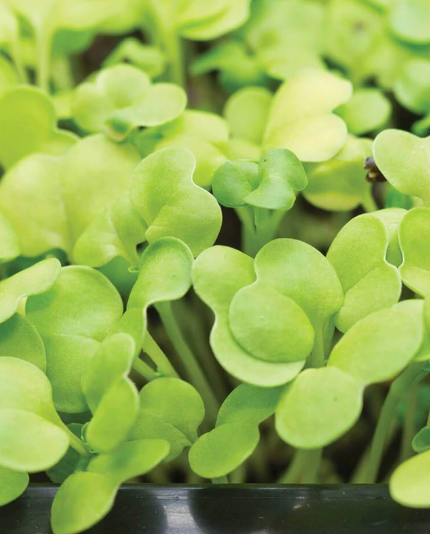 Microgreen Seeds | Pac Choi