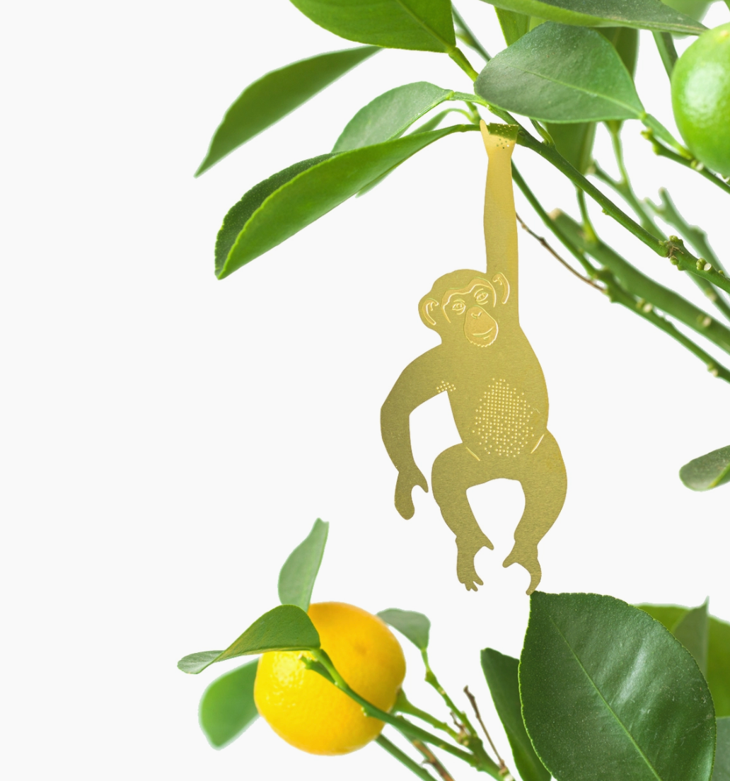 Plant Animals | Another Studio