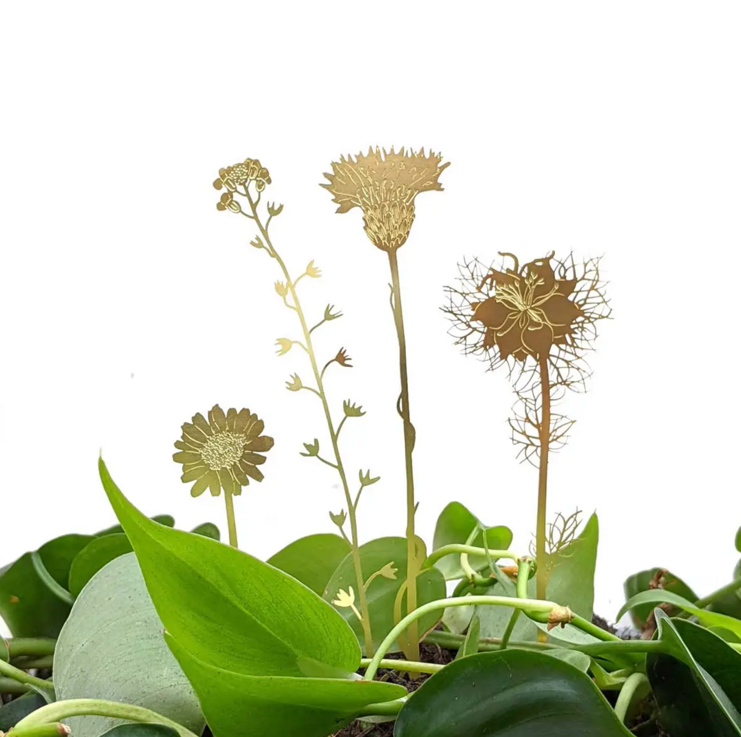 Plant Animals | Another Studio