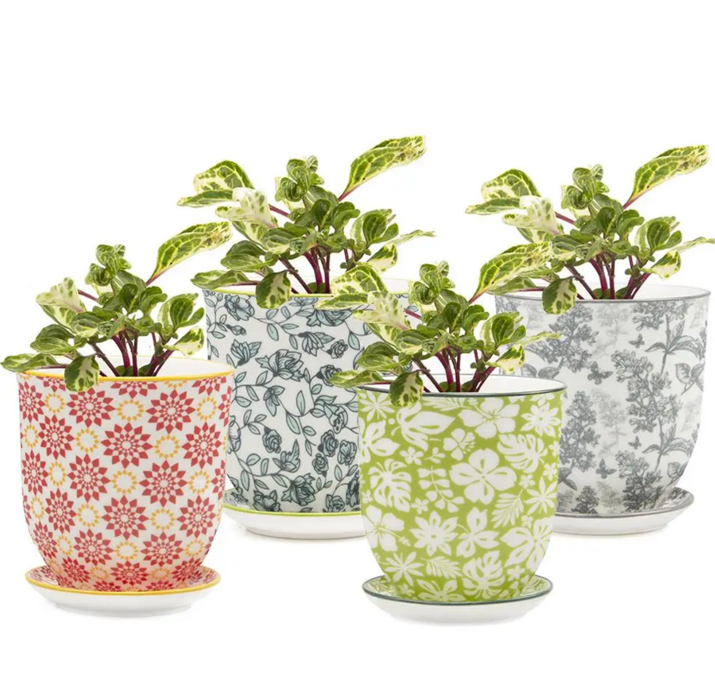 Teacup Liberte Planter & Saucer