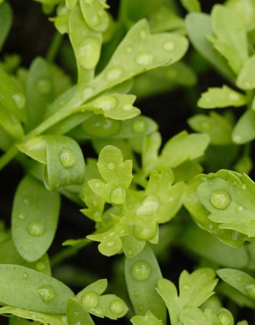 Seeds | Cress Curly Cress Peppergrass