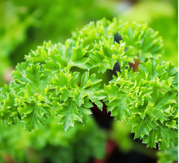 TRIPLE CURLED PARSLEY | Tarot Card Seeds