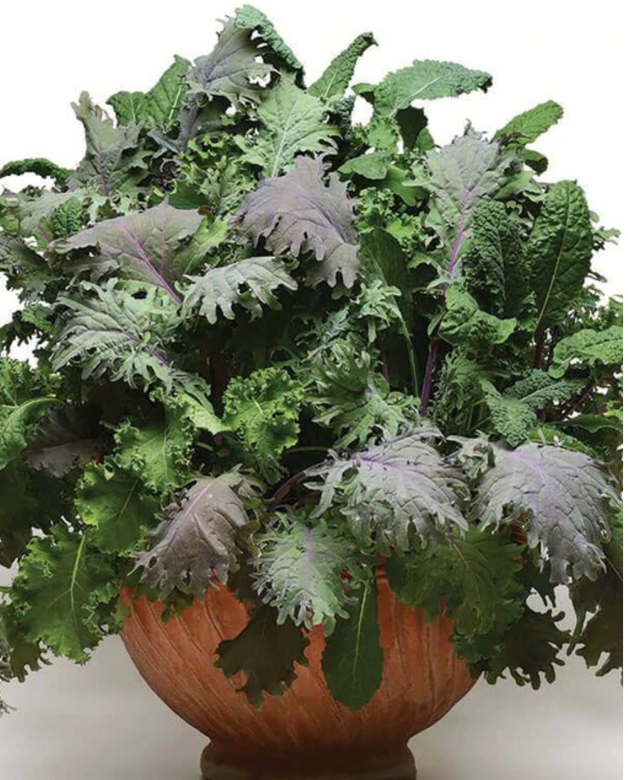 Seeds | Kale Storm