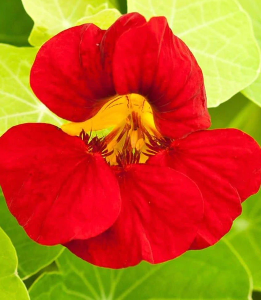 Seeds | Nastursiums Empress of India