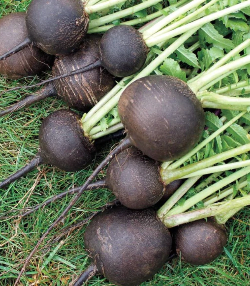 Radish | Black Spanish Round | Seeds