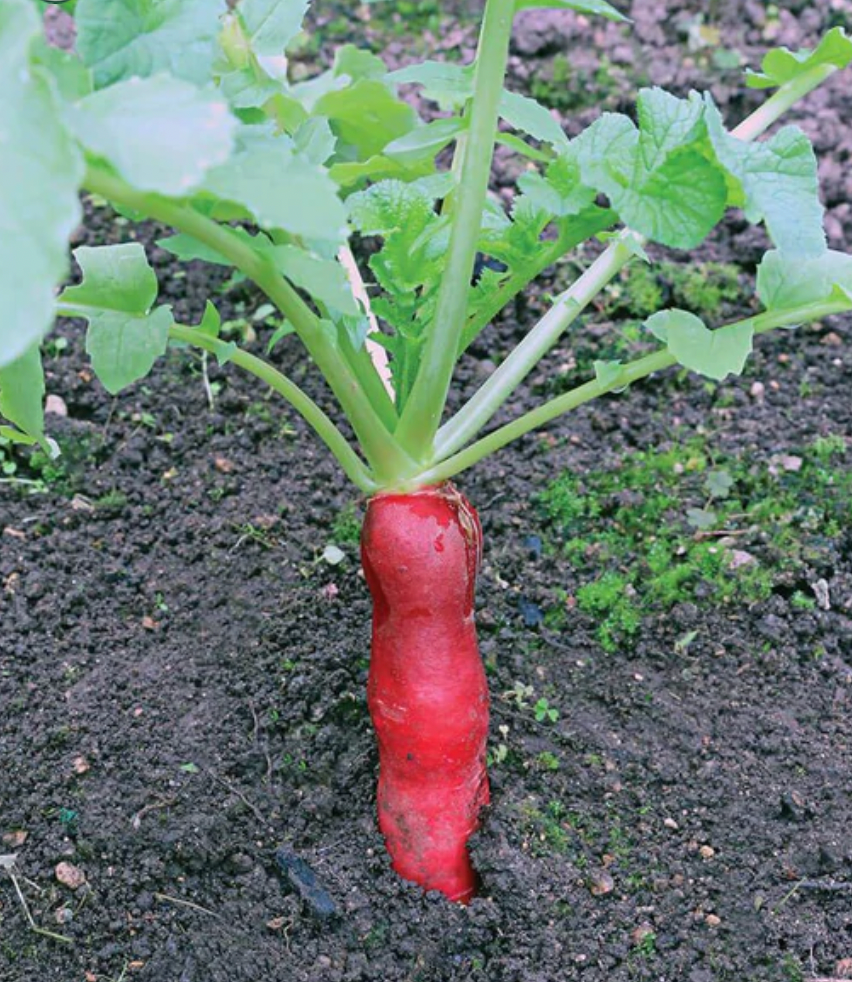 Radish | Mini Red | Seeds