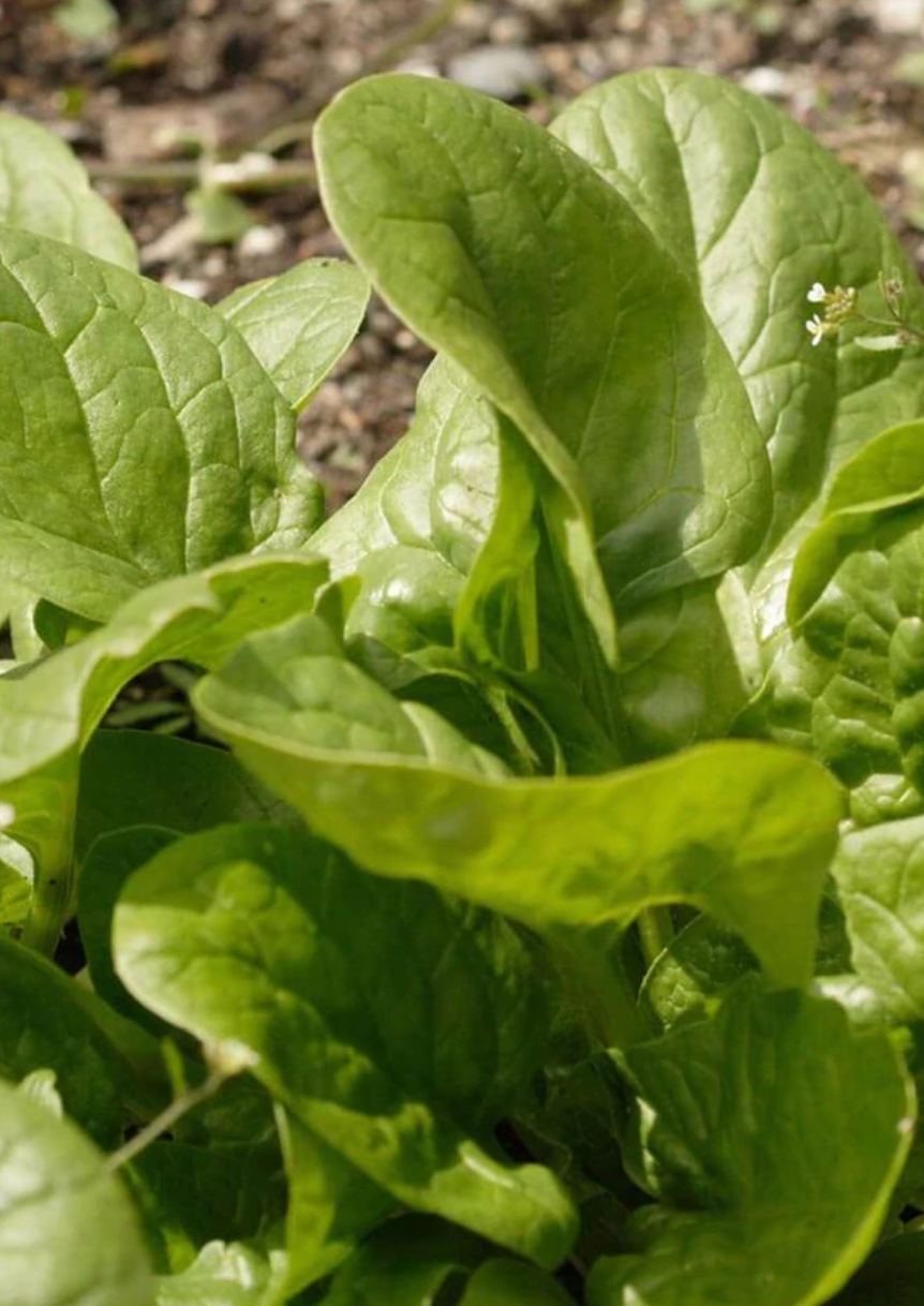 Seeds | Spinach Space