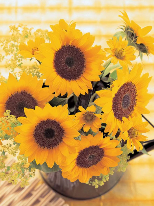 Seeds | Sunflowers Sunrich Orange