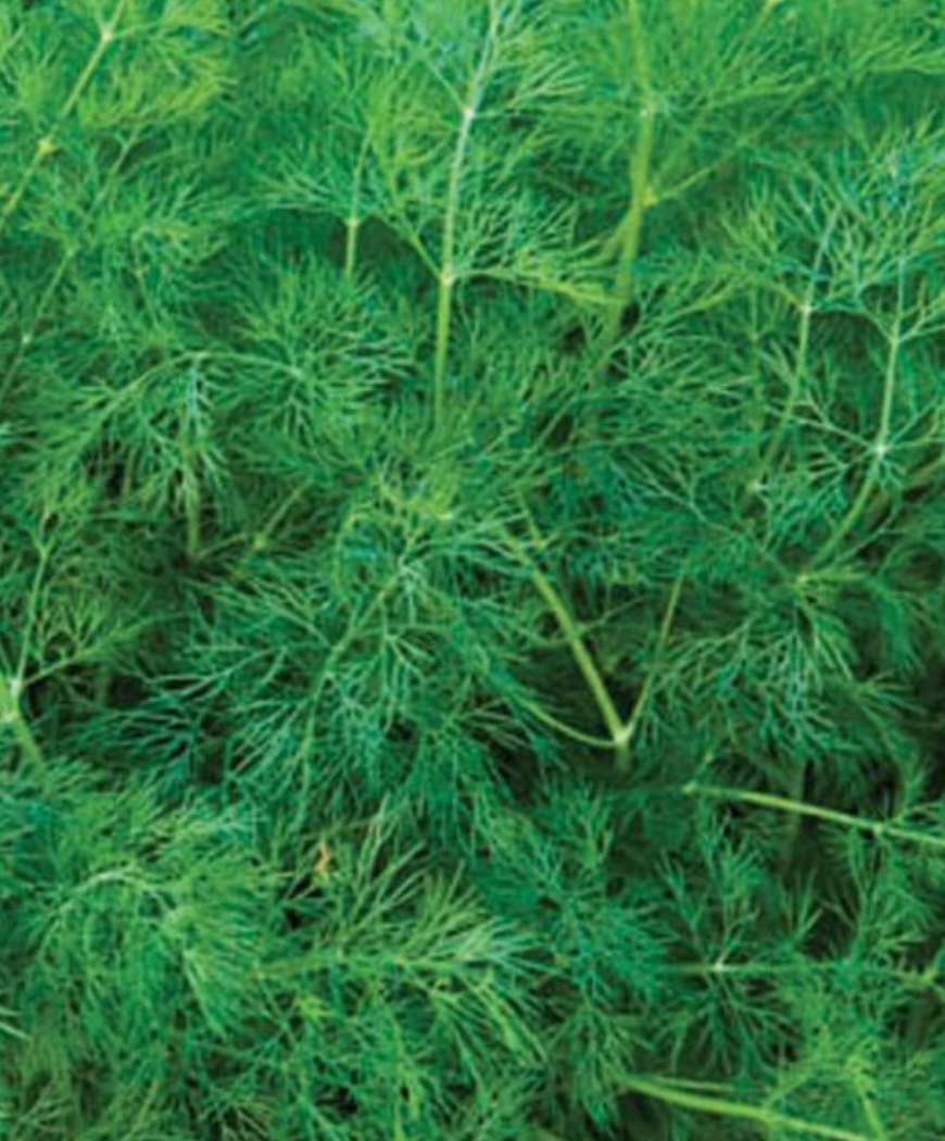 Seeds | Dill Ella Certified Organic