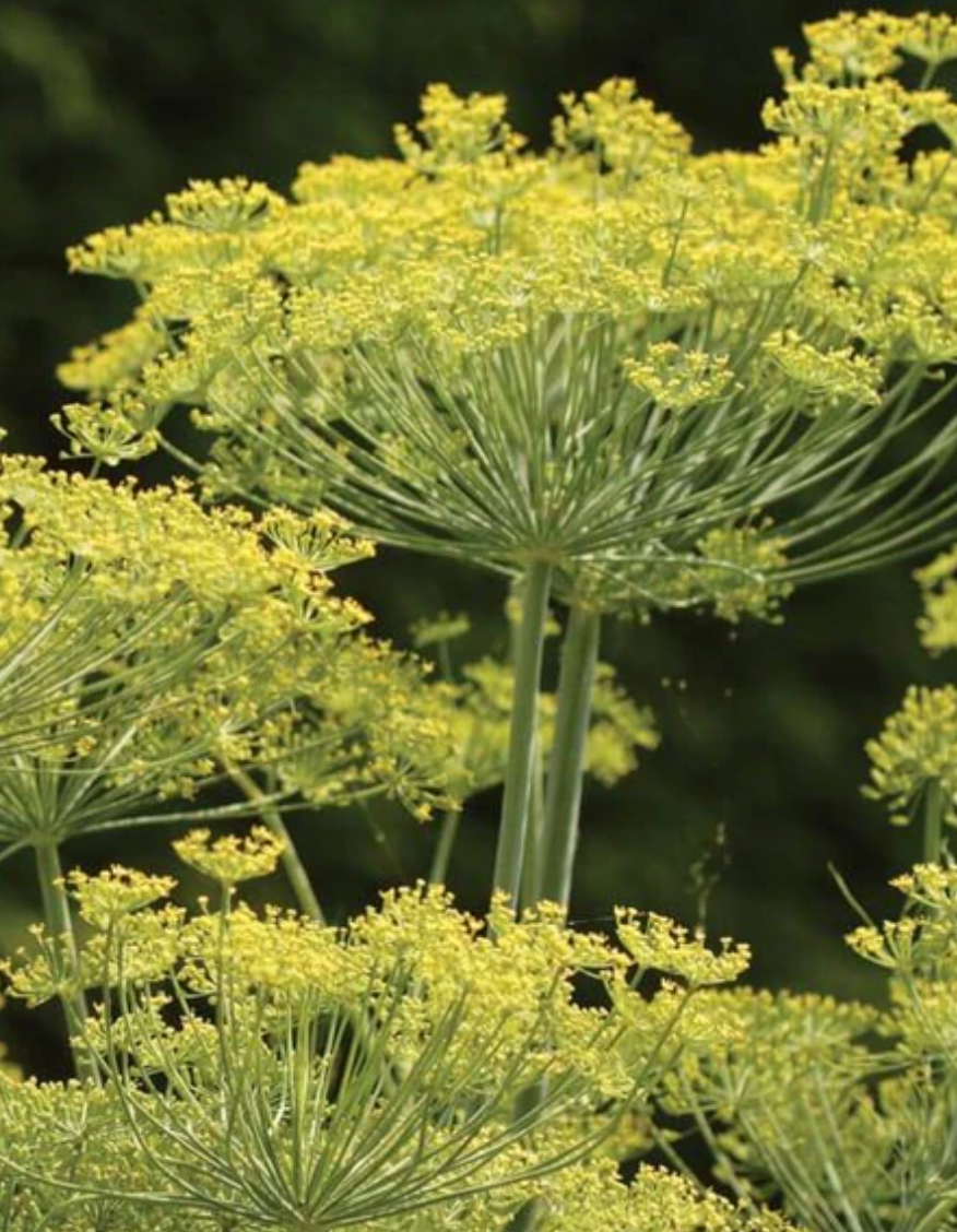 Seeds | Dill Dukat Dill