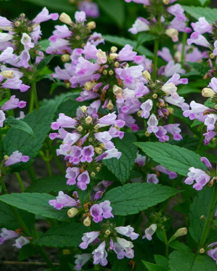 Seeds | Nepeta Pink Panther