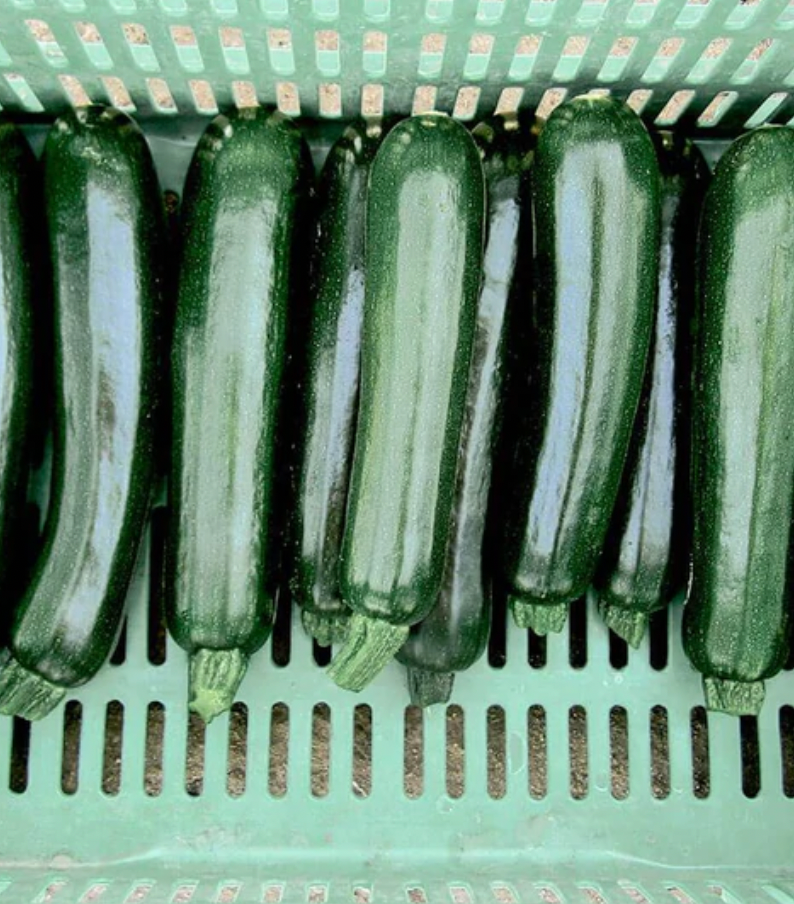 Squash | Desert Zucchini | Seeds