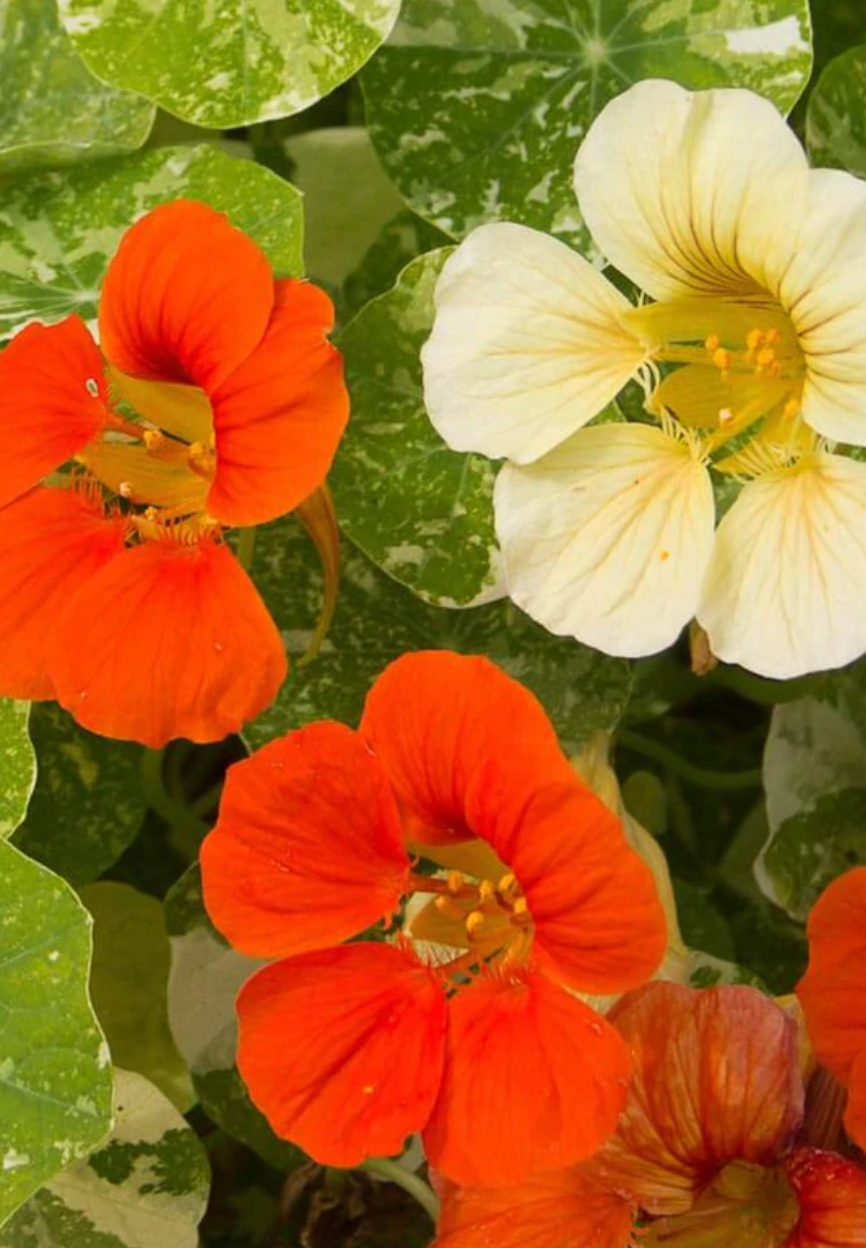 Seeds | Nastursiums Tip Top Alaska