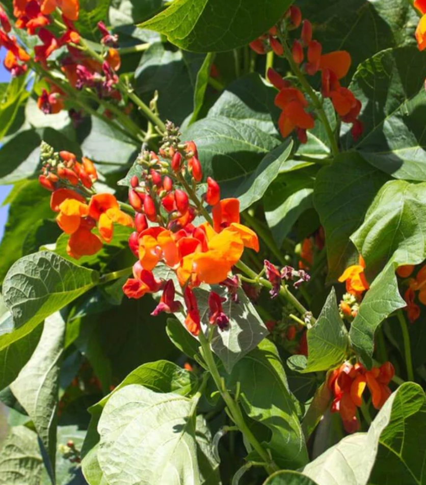 Beans | Scarlet Emperor | Seeds