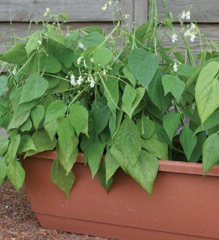 Seeds | Beans Mascotte