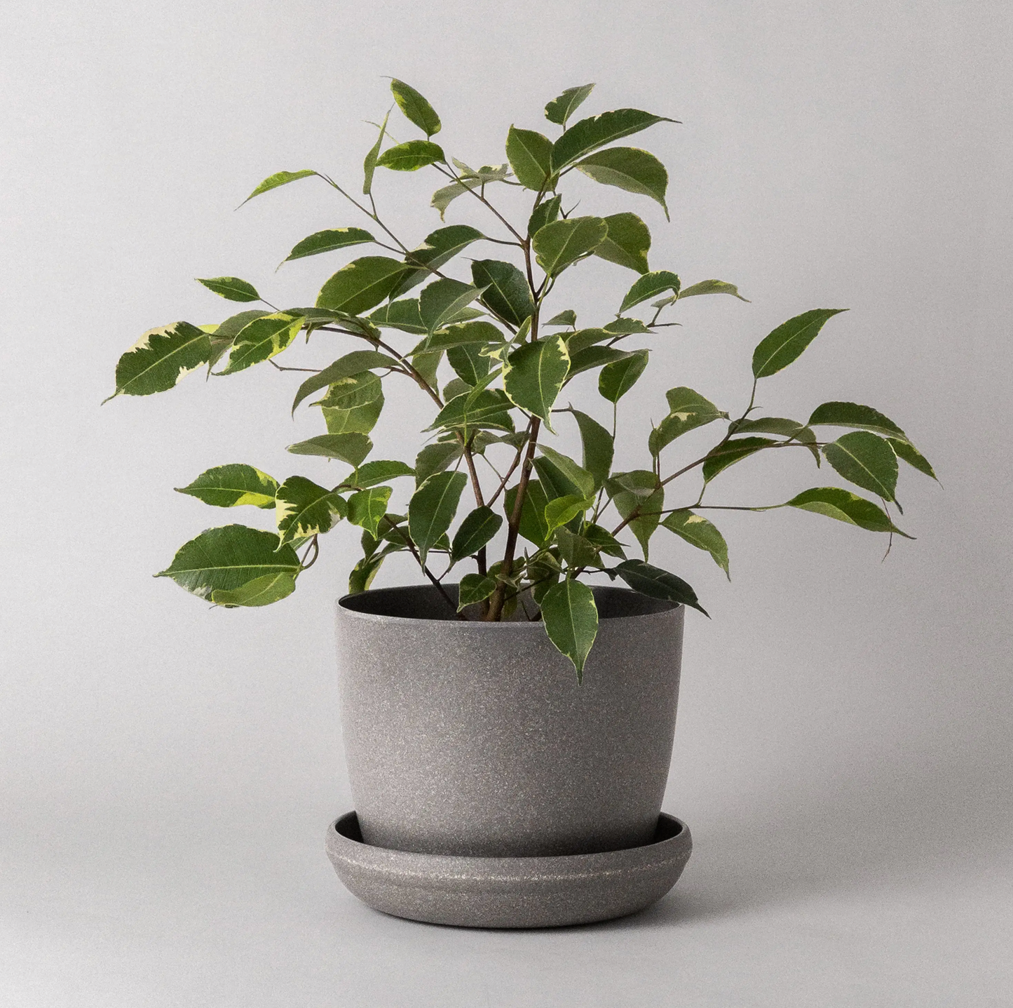 Kanso | Natural Textures Pot & Saucer