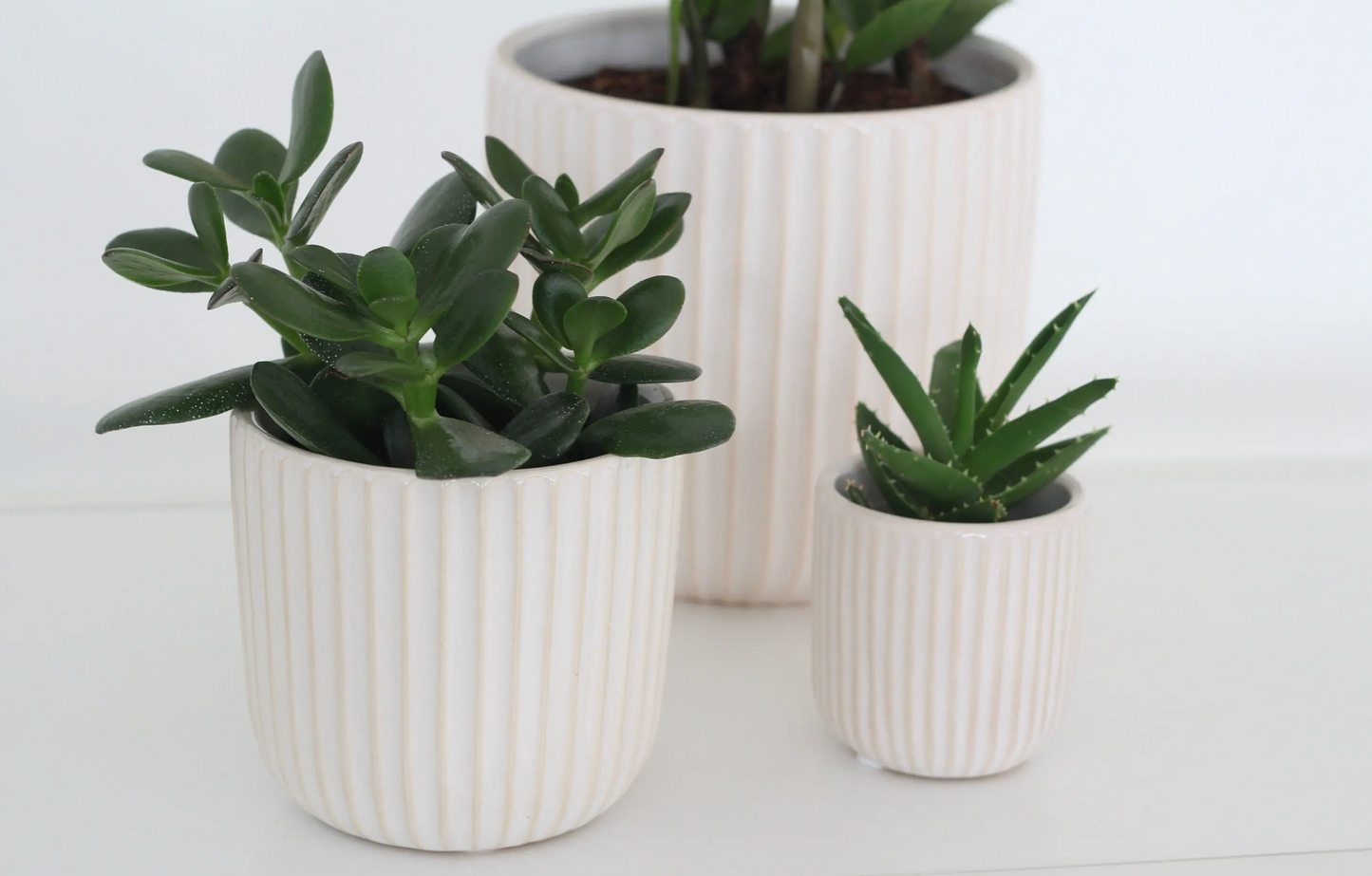 Scallop White/ Peige |Ceramic Pot