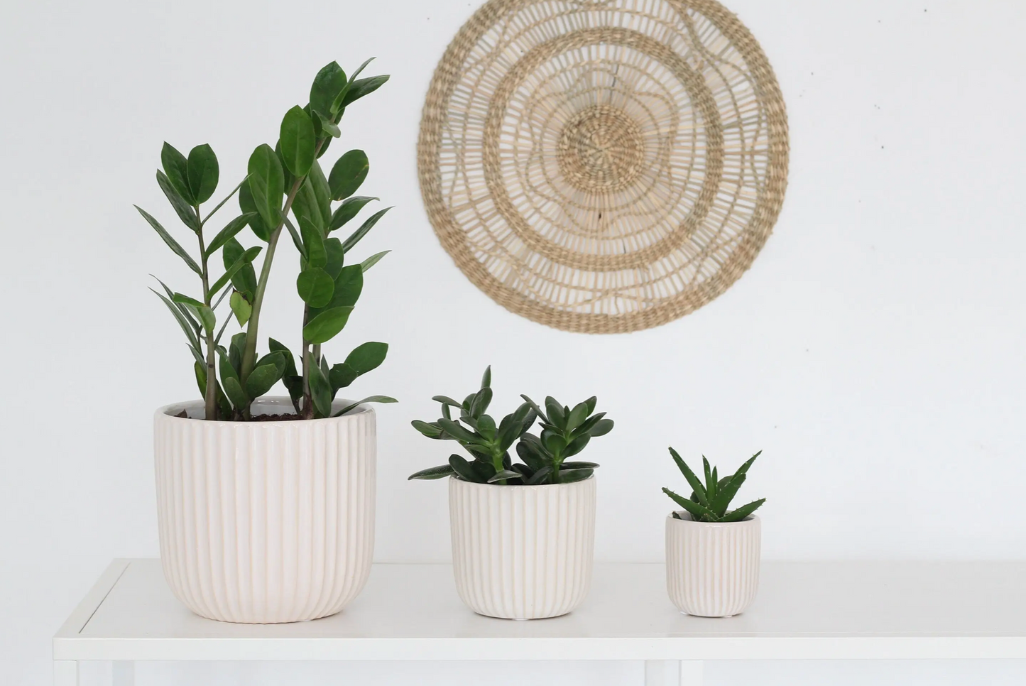 Scallop White/ Peige |Ceramic Pot