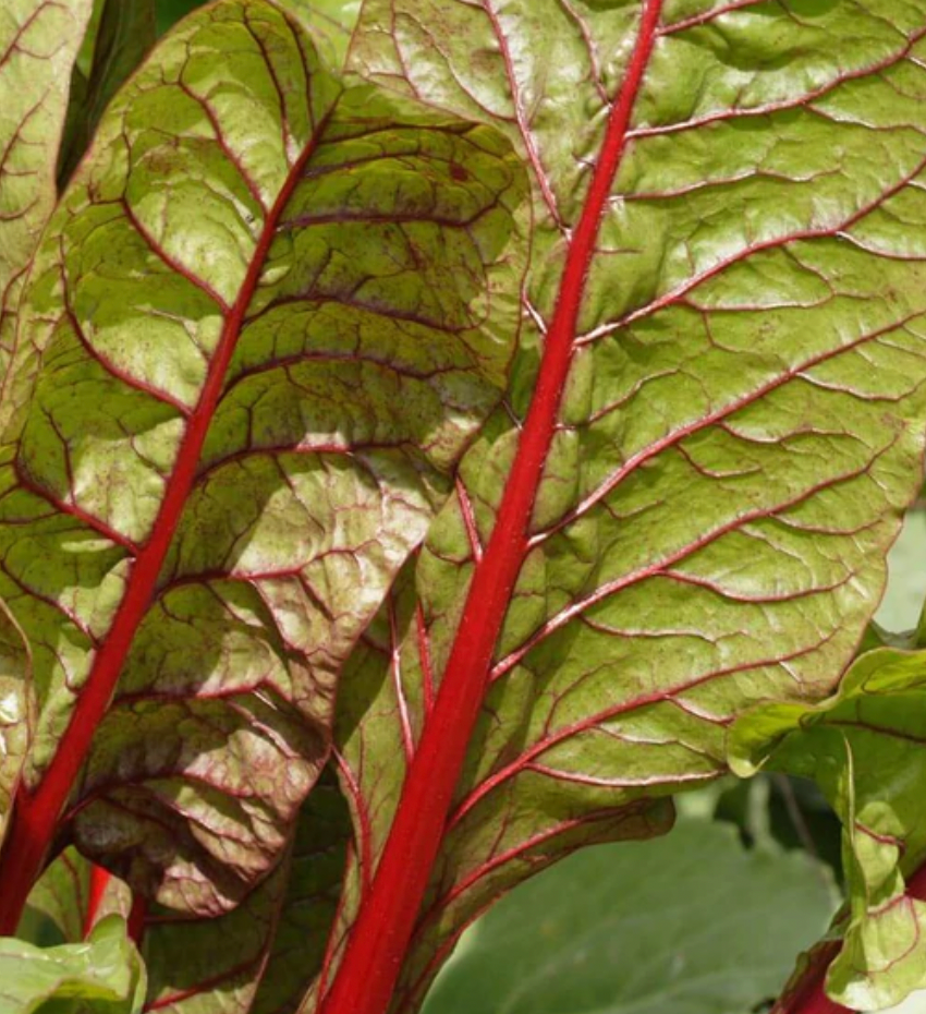 Swiss chard | Rhubarb | Seeds