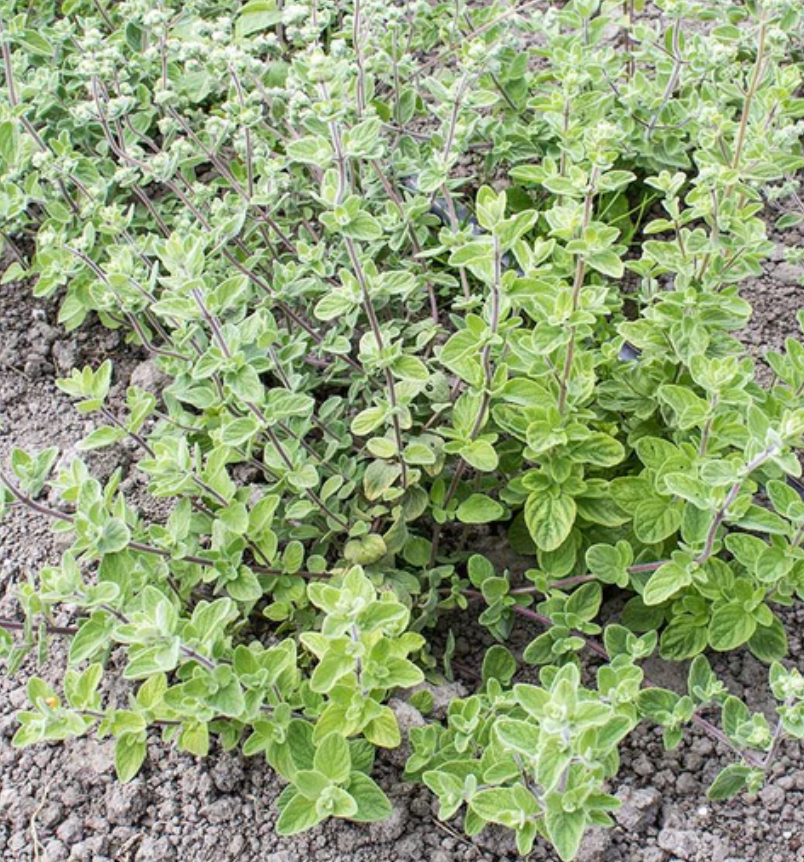 Seeds | Oregano Za'atar Organic